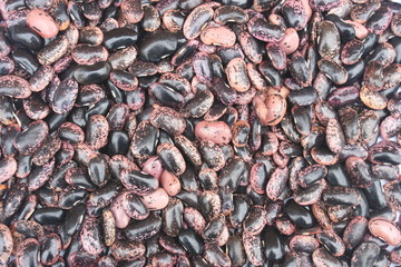 Riesenbohnen, Käferbohnen, Rosenbohnen