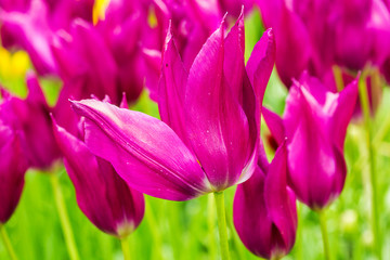 Fototapeta premium Pink tulip in the field.