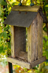 bird feeder 