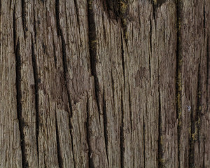close up wood 