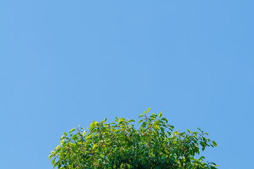 Tree with blue sky.Background