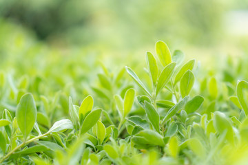 Green leaf with blur background