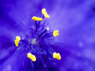 makro widok żółte pręciki i słupki kwitnącego kwiatu