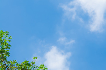 Tree with blue sky.Background
