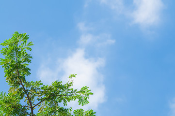 Tree with blue sky.Background