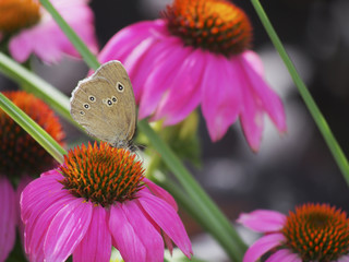 motyl spija nektar z kwiatów w ogrodzie