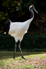 タンチョウ、ツル