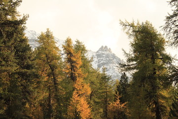 Herbstlicher Bergwald im Engadin mit Furtschellas im Hintergrund