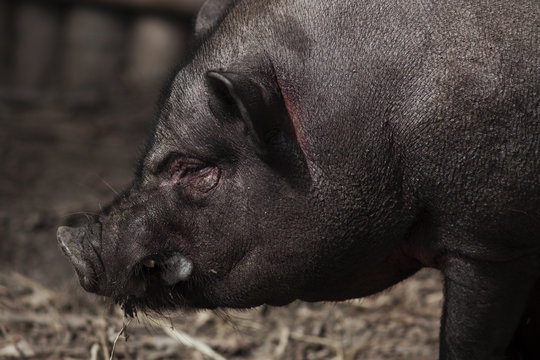 Cochon asiatique dans une ferme de Tha&iuml;lande. Cochon noir gros et court sur pattes. 