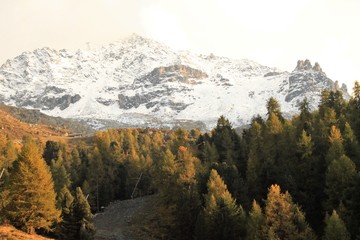 Skipiste zerschneidet den Bergwald am Corvatsch (Engadin)