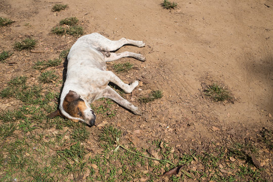 Dog sleep on ground, Street dog thai