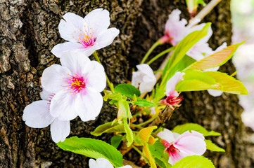 Cherry Blossom Flower