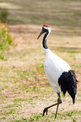 タンチョウ、ツル