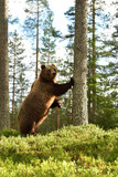 Brown bear standing. Brown bear leans against a tree. Brown bear stands upright.