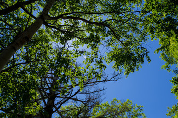 Obraz premium 木漏れ日