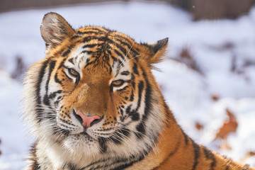 アムールトラの顔
