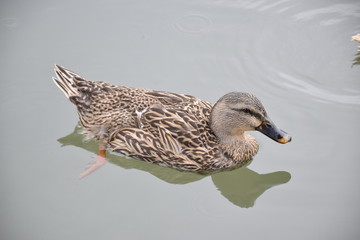duck