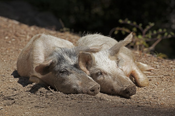 Cochon sauvage des for&ecirc;ts de la montagne Corse entrain de se reposer au soleil en &eacute;t&eacute; sur les hauteurs de Calvi.