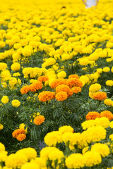 Marigold flowers in the garden