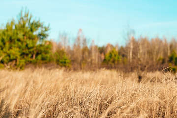 Obraz premium Yellow, high, autumn grass close-up. Autumn day. Dry grass in the field.