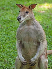 Kangourou gris et beige mâle debout sur ses pates arrière en position de défense dans la savane d'Australie.
