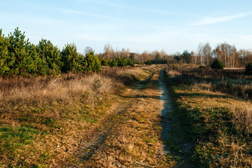 A country road in the field, autumn. Natural Design