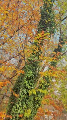 tree with yellow and green leafes 
