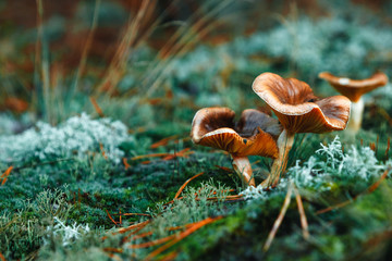 Red mushrooms in the forest, turquoise moss, close-up. The concept of a mushroom season.