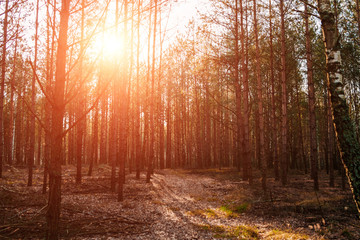 A country road in a coniferous forest early in the morning. The rays of the sun through the branches.