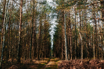 Obraz premium A country road in a coniferous forest early in the morning.