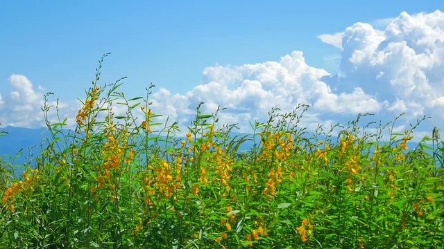 Sunn hemp, Chanvre indien, Crotalaria juncea yellow blossom in green field