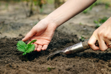 Women's hands put a sprout in the soil, close-up, Concept of gardening, gardening. copy space