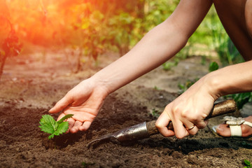 Women's hands put a sprout in the soil, close-up, Concept of gardening, gardening. copy space