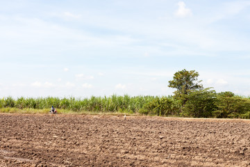 Obraz premium and preparation, planting.