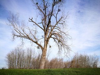 Obraz premium Baum mit Misteln