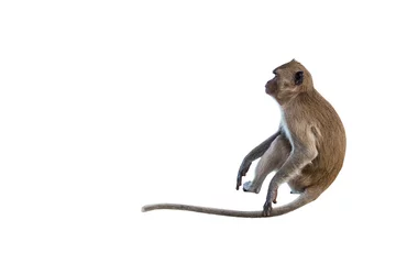 Foto op Plexiglas Aap Geïsoleerde aap zittend op een steel