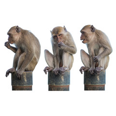 Isolated collection of monkey sitting on a steel
