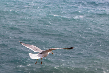 Seagull over sea