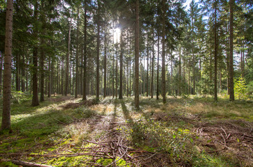 Sun rays in the pine forest