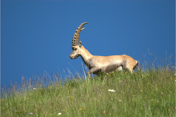 Steinbock in Wiese