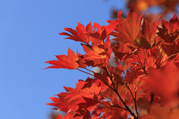 Fall, Tokyo, Autumn leaves - Fall of Japan