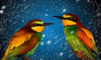 exotic birds on New Year's background