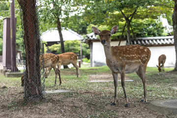 Naklejka na ściany i meble Many small deer walk in the park among the trees. Full-length view