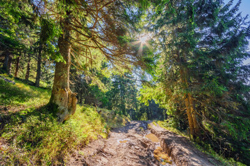 Beautiful fairy old pine forest in the early morning in the sunlight