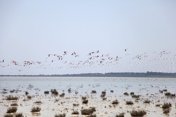 Greater Flamingos in flight over Salt Lake in the Cyprus