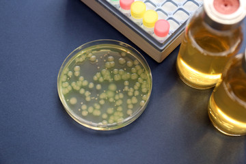 細菌の鑑別　緑膿菌　Pseudomonas aeruginosa