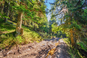 Beautiful fairy old pine forest in the early morning in the sunlight I
