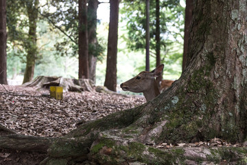 Obraz premium A small deer sits under a tree in the forest