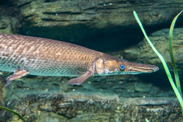 Arapaima, Pirarucu, endangered fish from Amazon river. Sudis gigas