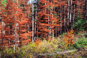 Scenic landscape of forest in fall